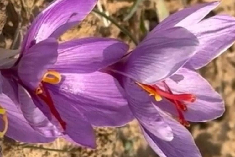 केसर के फूल